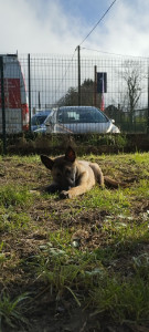 Photo de galerie - Garde d'un bébé berger allemand pendant 3mois 