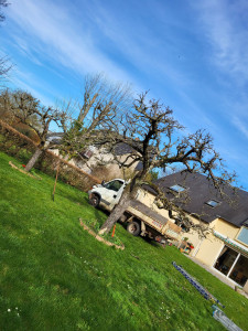 Photo de galerie - Taille d' un arbre fruitier de un peu plus de 2,50m de haut.