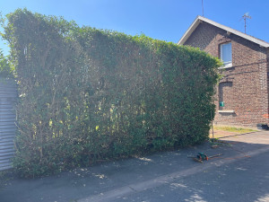 Photo de galerie - Taillage de haie 