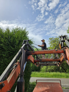 Photo de galerie - Taille de haie