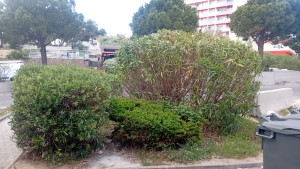 Photo de galerie - Taille d'arbuste 