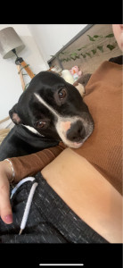 Photo de galerie - J’ai un amour inconditionnel pour les animaux.Et un vrai lien , je les aimes plus que tout je serais prendre soins de chacun de vos animaux peu importe la race ou l’espèce .