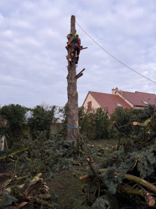 Photo de galerie - Elagage et coupe d'arbres