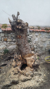 Photo de galerie - Elagage et coupe d'arbres