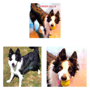 Photo de galerie - Garde chien