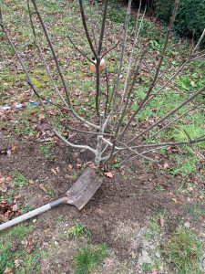 Photo de galerie - Taille et plantation d’un figuier 