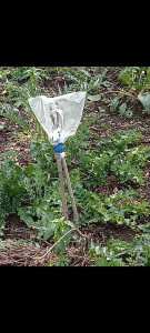 Photo de galerie - Greffe  figuier en fente 2026