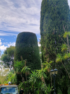 Photo de galerie - Taille de cyprès 