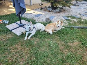 Photo de galerie - Garde de ces 2 magnifiques chien (husky et border collie) 
