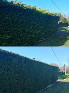 Photo de galerie - Taille de haies tuya 