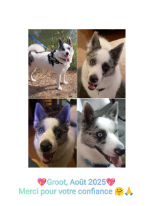 Photo de galerie - Groot, un amour de boule de poils. 
Maintenant habitué à la maison, il fait comme chez lui. C'est un vrai pot de colle, très très gentil 