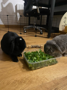 Photo de galerie - Lila et Benjy