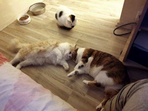 Photo de galerie - Garde chat