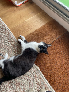 Photo de galerie - Je suis allée rendre visite à Pito pendant 2j pour lui donner sa piqûre, sa nourriture mais aussi beaucoup de caresses :) Tout s’est très bien passé 