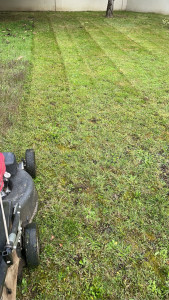 Photo de galerie - Tonte 