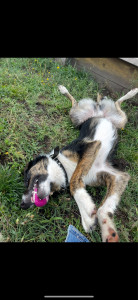 Photo de galerie - Garde chien