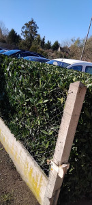 Photo de galerie - Taille de haies