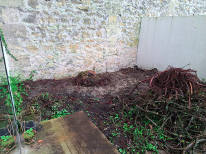 Photo de galerie - Désouchage d'un figuier