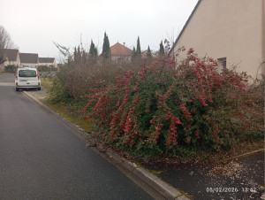 Photo de galerie - Avant la taille