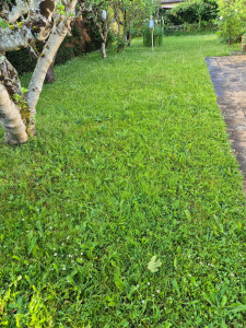 Photo de galerie - Tonte de pelouse - Débroussaillage