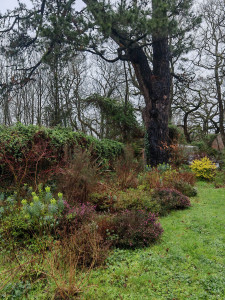 Photo de galerie - Massif hiver après 3 ans. 