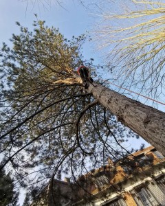 Photo de galerie - Nettoyage de bois mort sur un pin noir