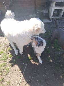 Photo de galerie - Garde chien