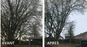 Photo de galerie - Coupe branches manuel