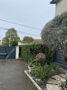 Photo de galerie - Entretien jardin + taille Olivier 