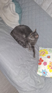 Photo de galerie - Garde chat