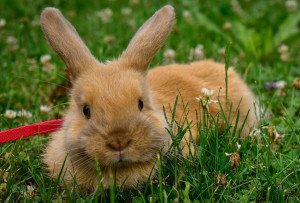 Photo de galerie - Garde animaux