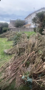 Photo de galerie - Elagage et coupe d'arbres