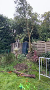 Photo de galerie - Abattage 