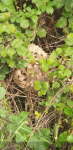 Photo de galerie - Enlèvement d’un nid de frelons asiatiques 