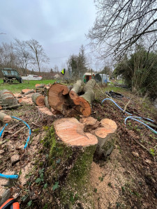 Photo de galerie - Abattage