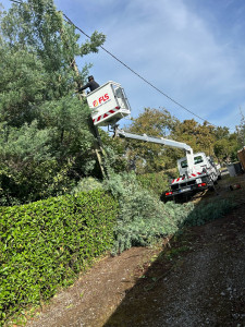 Photo de galerie - Elagage et coupe d'arbres