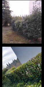 Photo de galerie - Taille de haies et d'arbustes