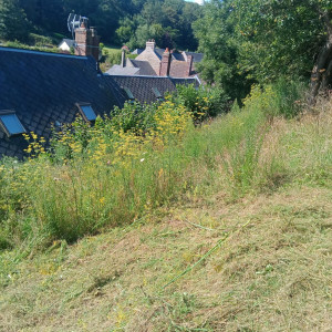 Photo de galerie - Avant le débroussaillage, photo d'après sur mon profil  