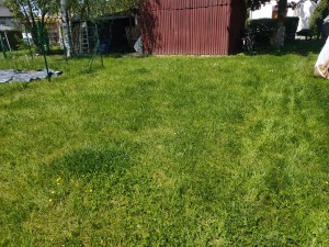 Photo de galerie - Tonte de pelouse - Débroussaillage