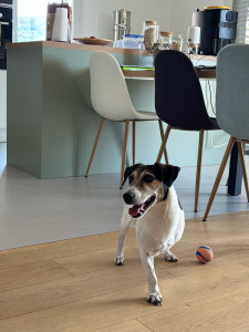 Photo de galerie - Week-end avec Lili la battante, jack Russell de 9 ans 