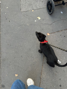 Photo de galerie - Garde chiot 2 semaines 