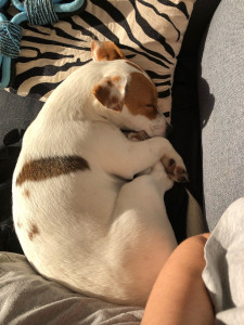 Photo de galerie - Garde régulière d’un chiot jack russel de six mois 