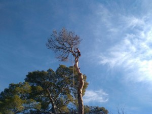 Photo de galerie - Abattage d'un pin mort avec rétention car contraintes en dessous
