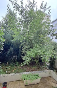 Photo de galerie - Abattage