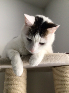 Photo de galerie - Mon chat kiwi