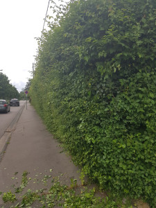 Photo de galerie - Taille de haies et d'arbustes