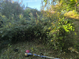 Photo de galerie - Tonte de pelouse - Débroussaillage