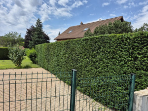 Photo de galerie - Taille de haie 