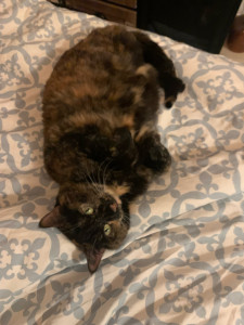 Photo de galerie - Garde chat 