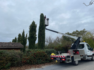 Photo de galerie - Rattrapage de cyprès après 3 années sans taille